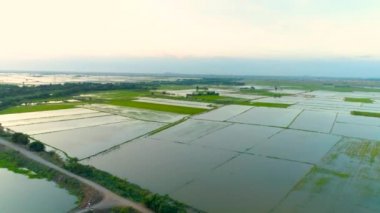 Tayland 'da yağmur mevsiminde insansız hava aracının klibi pirinç tarlalarını sular altında bıraktı..