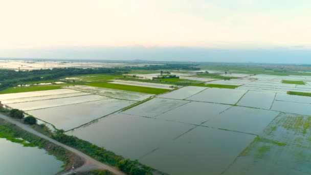 Letecký Klip Přeletu Dronu Období Dešťů Zaplavil Rýžová Pole Thajsku — Stock video
