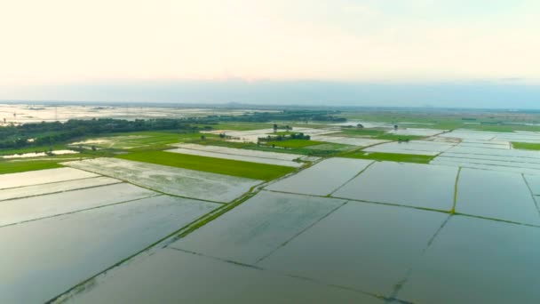 飛行ドローンからの空中クリップ雨季にはタイの田園地帯が浸水 — ストック動画