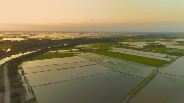 Top View Letecké Video Létání Drone Nad Rýžovým Polem Thajsku — Stock video