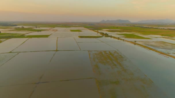 Top View Letecké Video Létání Drone Nad Rýžovým Polem Thajsku — Stock video