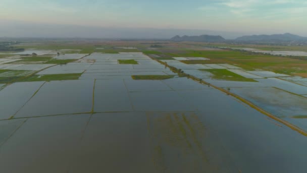 Luchtclip Van Vliegende Drone Boven Overstroomde Rijstvelden Platteland Thailand — Stockvideo