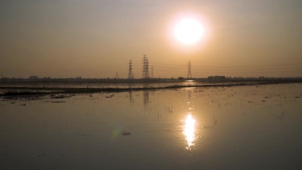 Beautiful Evening Flooded Rice Fields Birds Feeding Can See High — Stock Video
