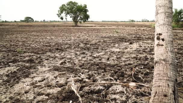 条件災害 夏の乾燥した農地 雨季の雨水を待っています — ストック動画