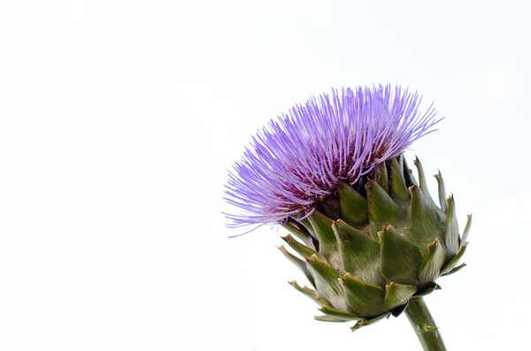 Alcachofra Floração Roxa Com Fundo Branco — Fotografia de Stock