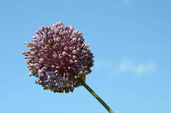 A single garlic flower