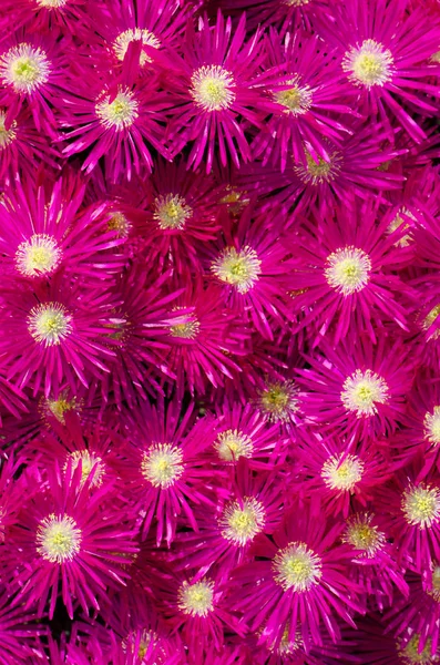 Flores de plantas de gelo — Fotografia de Stock