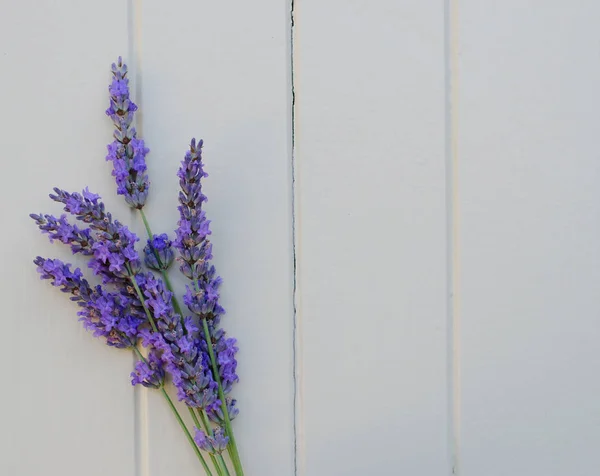 Sprig of lavender
