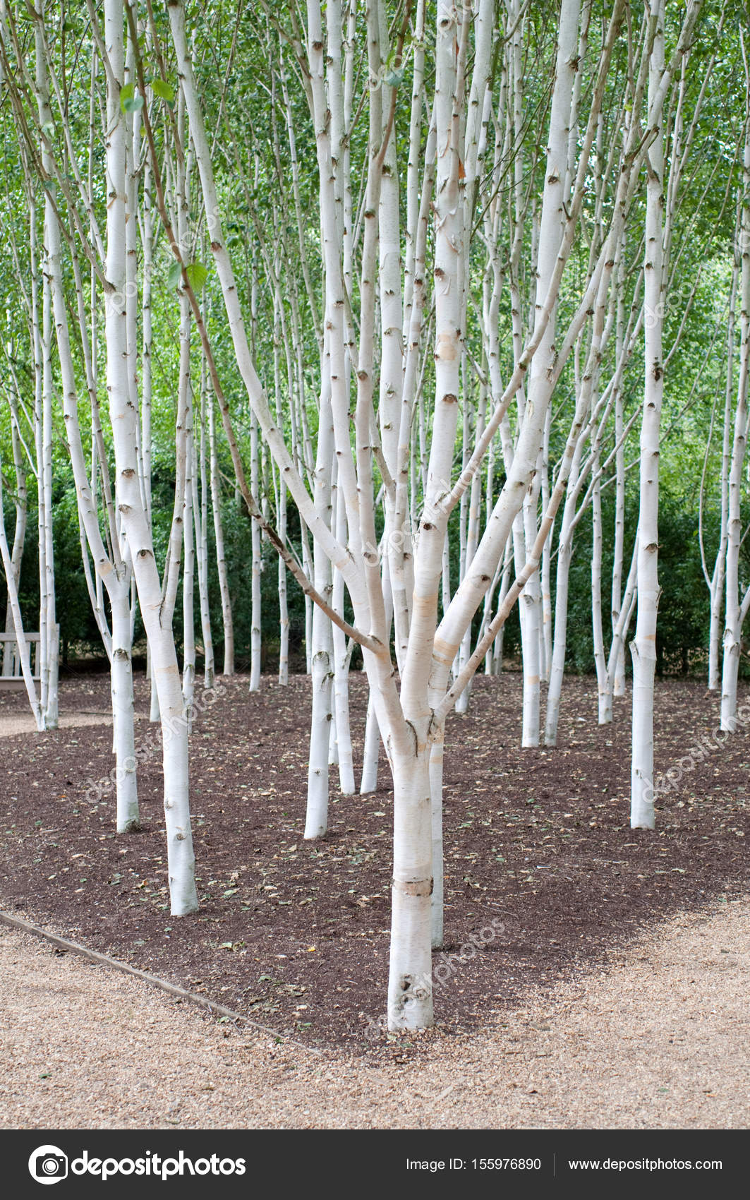 Silver birch trees Stock Photo by ©Rocklights 155976890