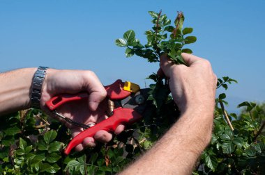 Bir adamın elleri tarikat üyelerini tutuyor ve bahçede buduyor.