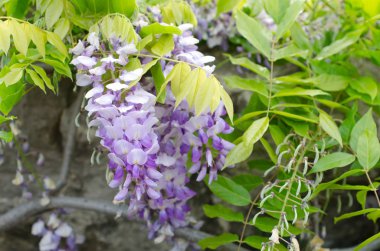 Birkaç taş büyüyen wisteria çiçek