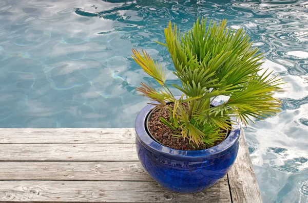 Pianta in vaso dal bordo della piscina — Foto Stock