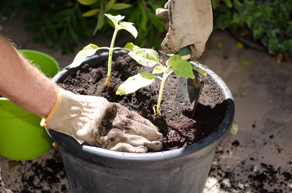 Re-potting seedlings — Stock Photo, Image