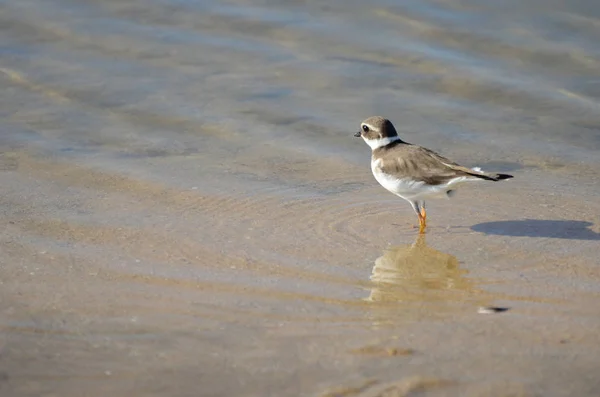 Ringed Plover Sea Portugal — Stock Photo, Image