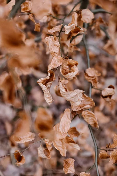 Kuru Brown bir dalda yaprak