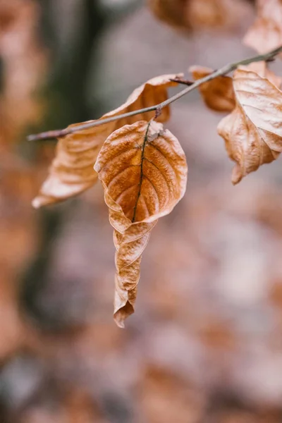 Kuru Brown bir dalda yaprak