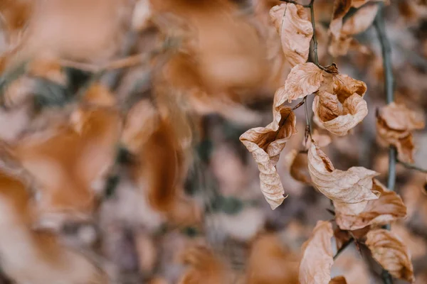 Kuru Brown bir dalda yaprak