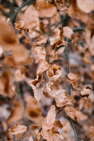 Kuru Brown bir dalda yaprak