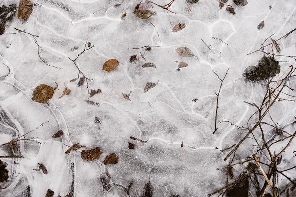 Torra löv fryst i vatten på vintern — Stockfoto