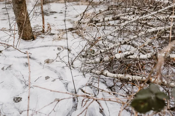 Bataklık suyu içinde donmuş ağaç
