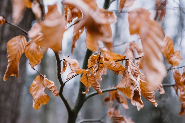 Kuru Brown bir dalda yaprak