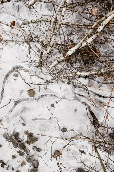 Bataklık suyu içinde donmuş huş