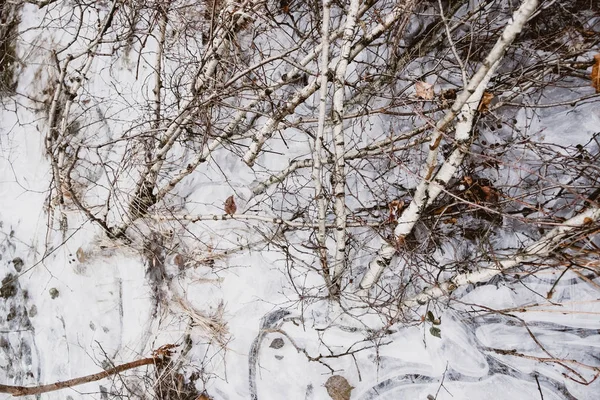 Bataklık suyu içinde donmuş huş