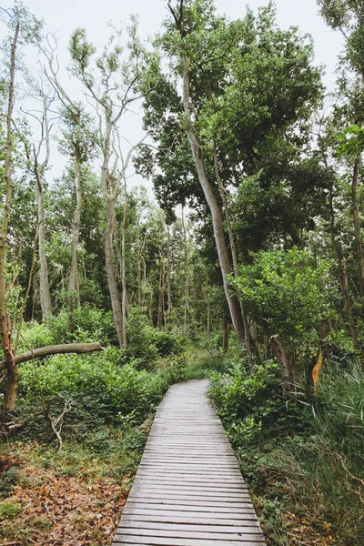 Ahşap parça yolu yeşil orman içine
