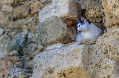 Kediyi Ava üzerinde.