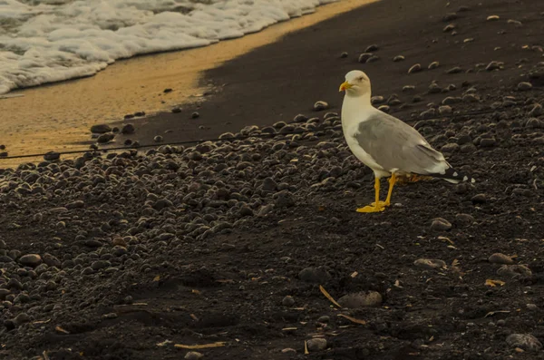 Martı bir volkanik beach stromboli Adası'nın kıyısında
