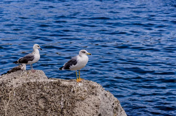 Párek racků na skále Tyrrhénského moře — Stock fotografie