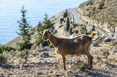 Kefalonia shores adlı arıyorsunuz Yunan keçi şaşırttı