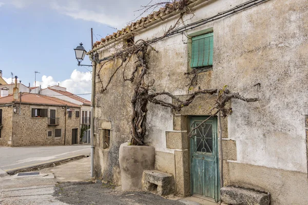 The old vine plant of the town of Piedrahita. Castilla la Mancha. Spain