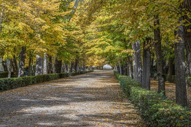Aranjuez bahçelerinde sonbahar tüneli. Madrid İspanya