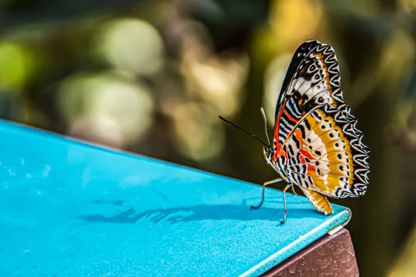 Close-up of butterfly posing on a table — Stock Photo, Image