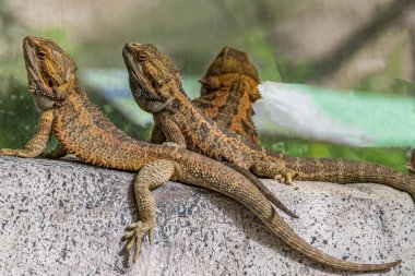 Üç sakallı ejderha bir kayanın üzerinde.