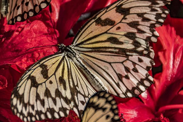 Black and white butterfly close-up with its wings spread. — Stock Photo, Image