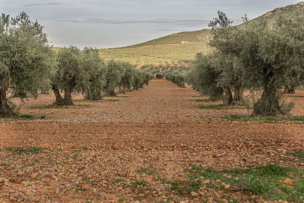 Droga między gajami oliwnymi. Miasto Mora. Prowincja Toledo. Hiszpania — Zdjęcie stockowe