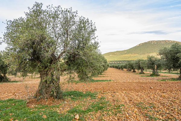 Campos de plantación de olivos. Toledo. castilla y león. España — Foto de Stock