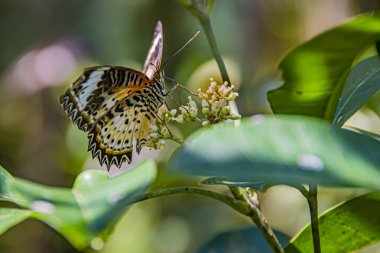 Çiçekte poz veren çok renkli kelebek..