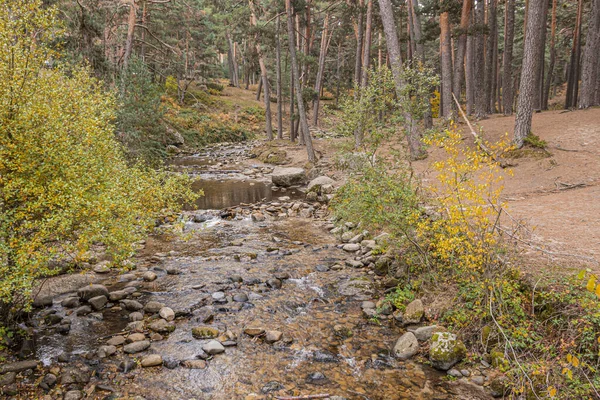 Valsain pine and riverbed of the Eresma river one autumn day. Province of Segovia Castilla and Leon. Spain. — Stock Photo, Image