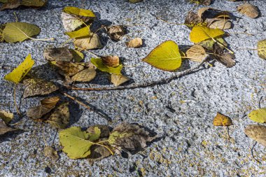 Düşmüş dalları ve yaprakları.