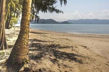 Palmiye ağacı ve Malacca Boğazı 'ndaki kumlu plaj. Langkawi Tayland ve Asya.