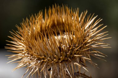 Devedikeni çiçeği güneş ışınlarıyla kurumuş. Avrupa İspanya Topluluğu Madrid.