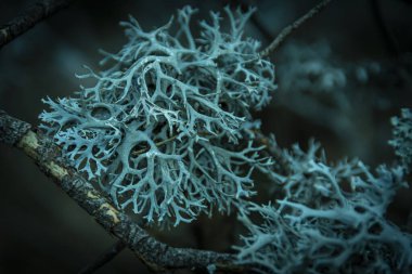 Çam dalına yakın bir liken.