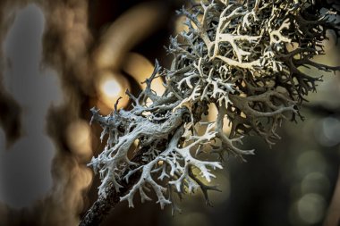 Ormandaki bir çam dalının üzerindeki meşe yosununa yakın çekim