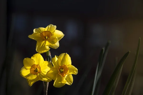Closeup of three isolated yellow daffodil flowers