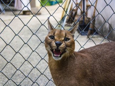 Beautiful caracal cat