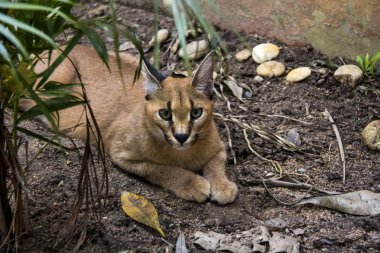 Beautiful caracal cat