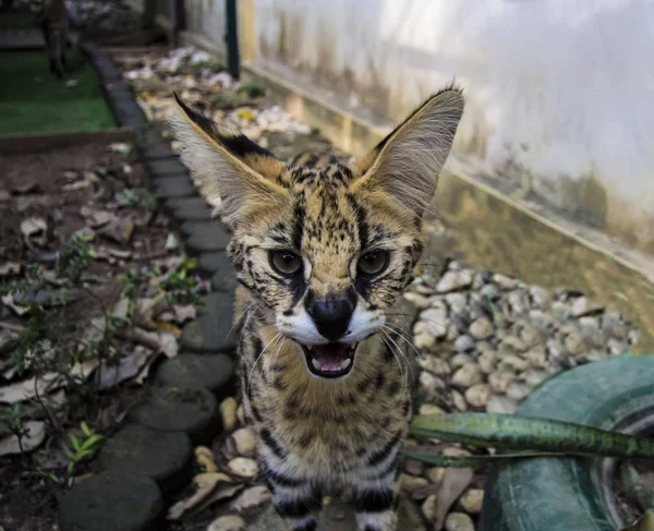 Hermoso gato serval — Foto de Stock